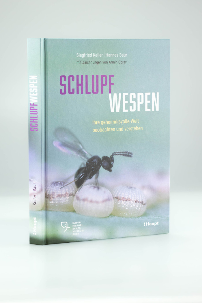 SCHLUPF WESPEN
